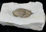 Huntonia Trilobite - Bob Carroll Prepared #20886-5